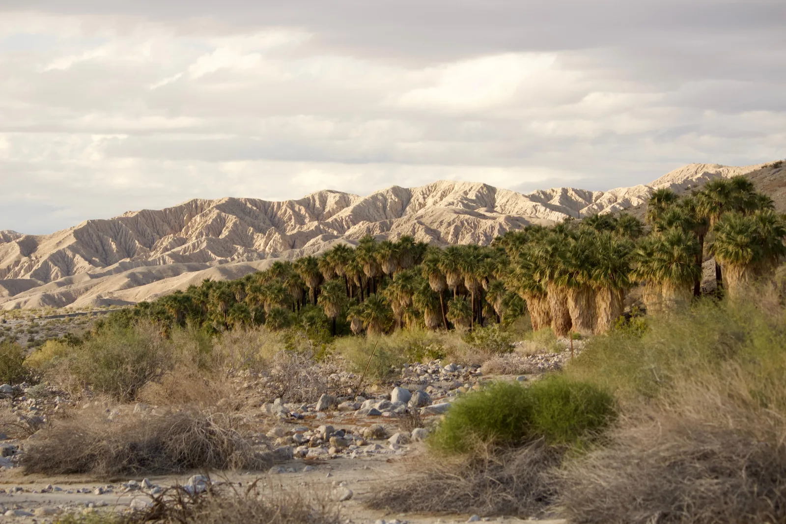 A dense grove of fan palms with shaggy dried fronds grows along a dry, rocky wash in Thousand Palms, California, below bare, eroded desert hills under a cloudy sky
