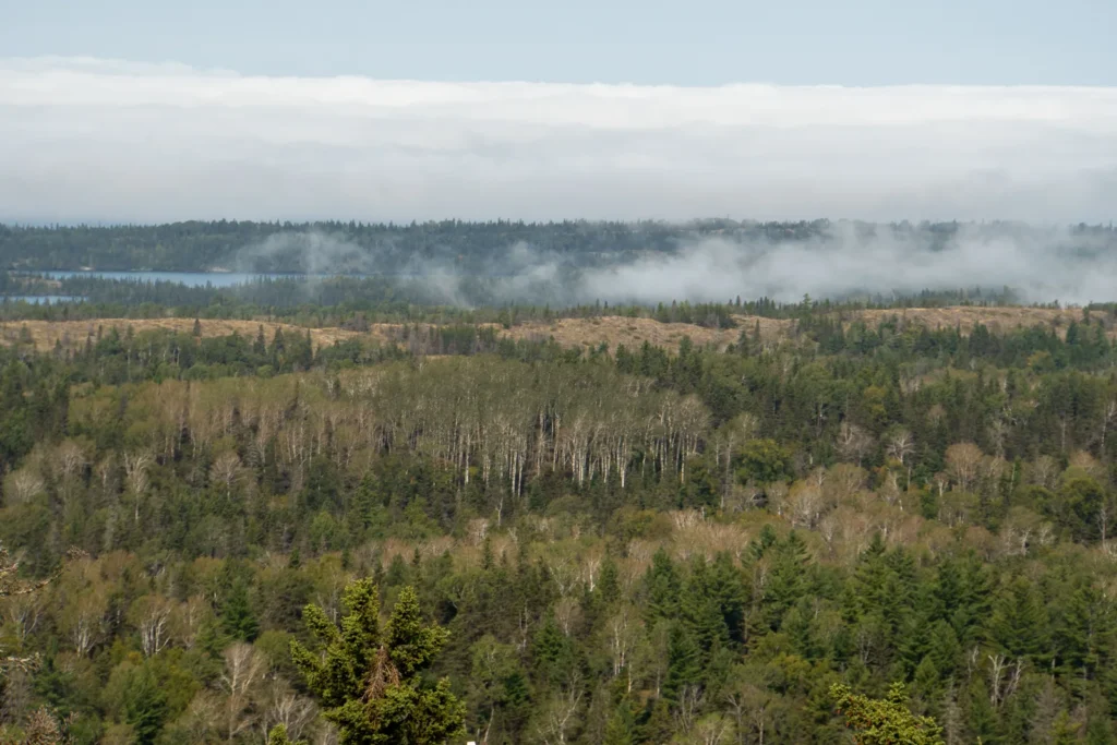 View across Isle Royale National Park from a high ridge: layers of dark spruce and pale birch forest rolling toward a strip of blue inland water, wisps of fog drifting through the trees and a thick white fog bank lying over Lake Superior on the horizon.