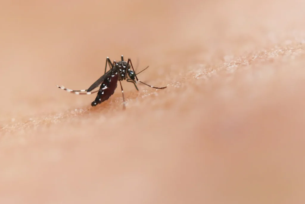 Close-up of an Aedes mosquito with white-striped legs feeding on human skin